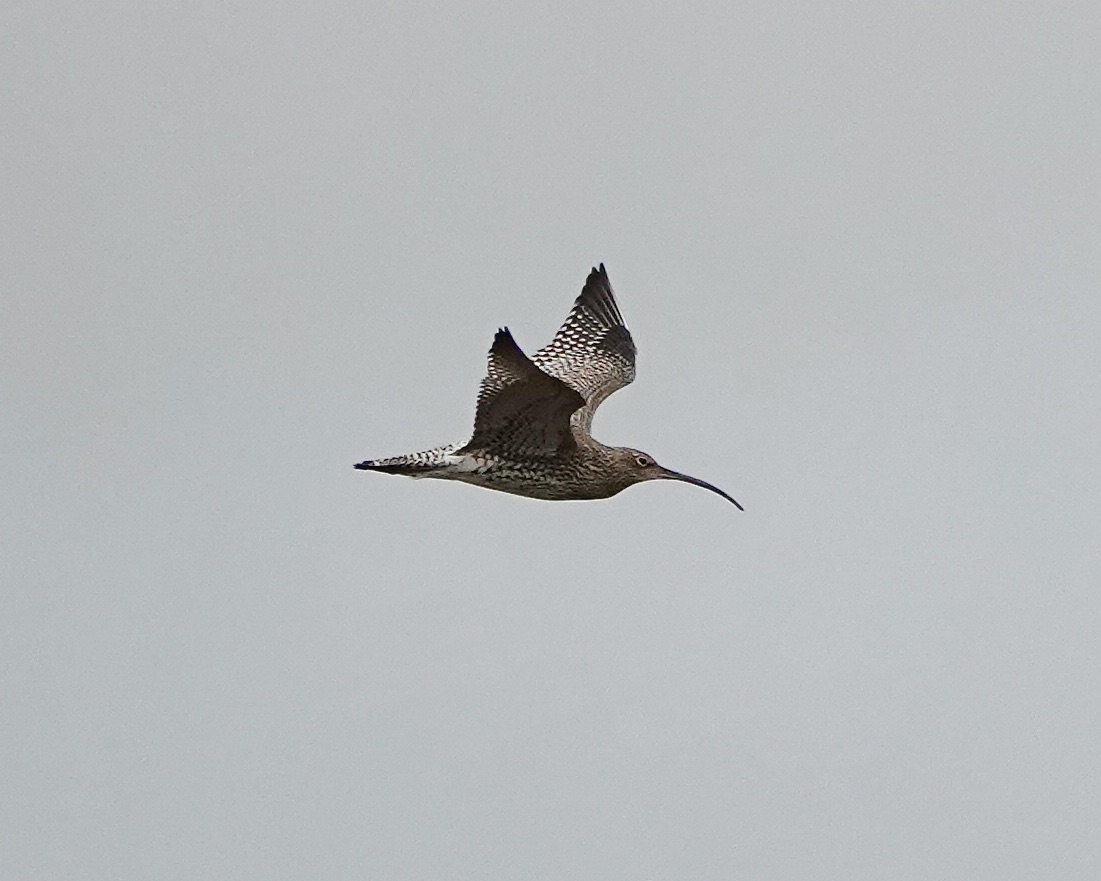 curlew